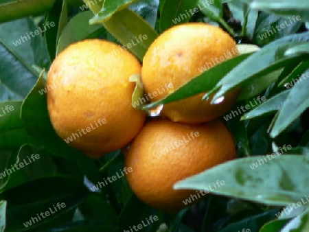 mandarins