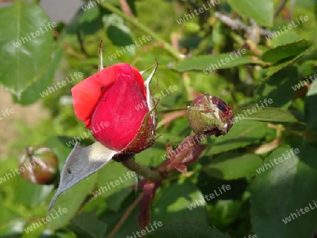 knospende Rose