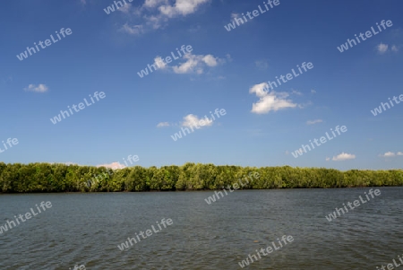 The mangroves at a lagoon near the City of Krabi on the Andaman Sea in the south of Thailand. 