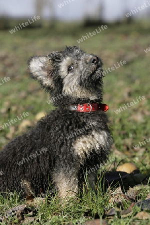 sitzender Pumi