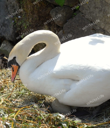 Ein Schwan sitzt auf seinen Eiern