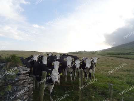 Curious cows