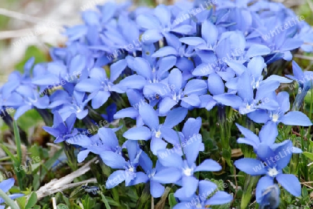 Fr?hlingsenzian, Gentiana verna