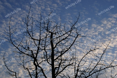 Baum - Himmel - Vogel