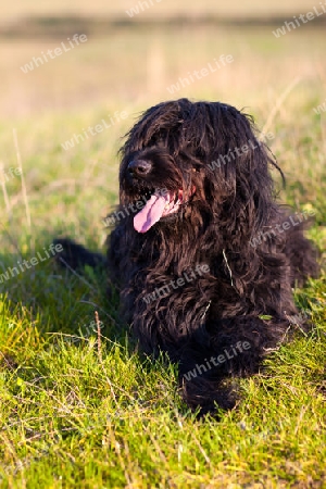 schwarzer Briard