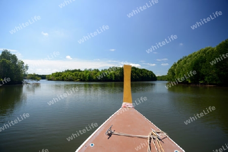 The mangroves at a lagoon near the City of Krabi on the Andaman Sea in the south of Thailand. 