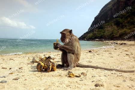Wilde Affen auf der Monkey Island im Khao Sam Roi Yot Nationalpark am Golf von Thailand im Suedwesten von Thailand in Suedostasien.