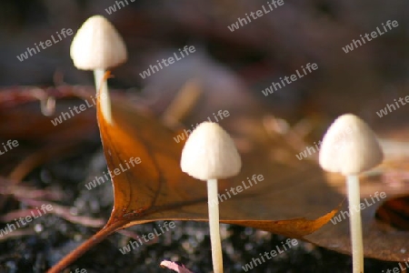 drei kleine Pilze  three small mushrooms