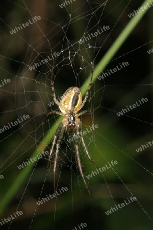 Vierfleckkreuzspinne (Araneus quadratus) - Weibchen in ihrem Netz