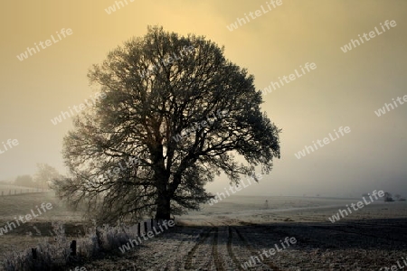 Winterbaum