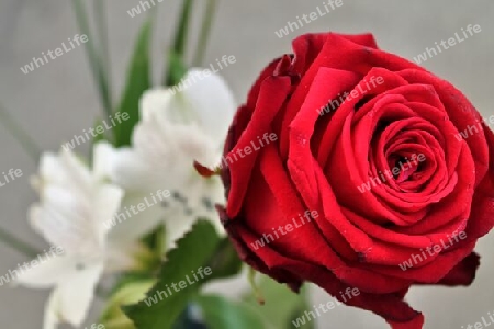 Top view of yellow and orange rose flower in a roses garden with a soft focus background.