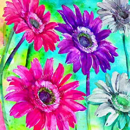 gerbera