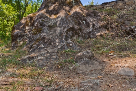 Stark verwurzelter Baum in Vlkolinec - Slowakei