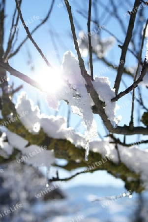 Sonne Schneebaum