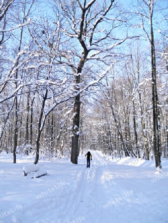 Langl?ufer im Winterwald