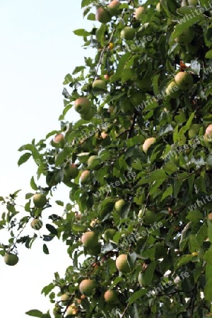 delicious apple on the tree