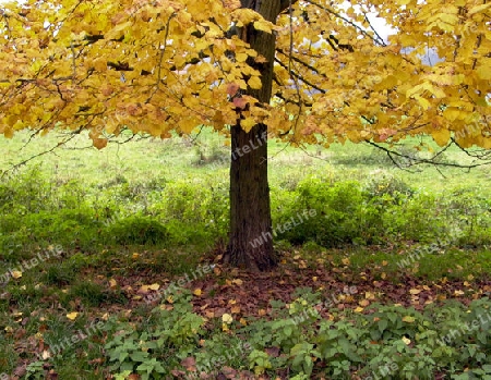 herbstbaum