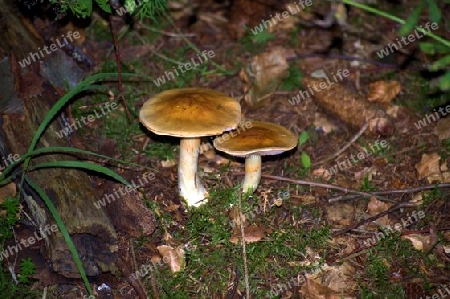 Pilz7