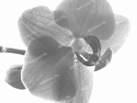 Orchidee in schwarz wei?