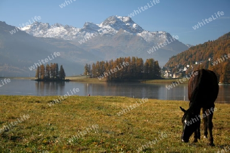 Pferde am Champfersee