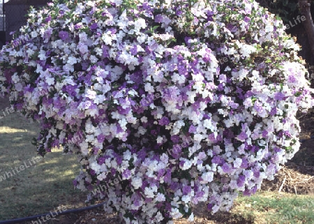 Brunfelsie - Brunfelsia paucilora