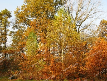 Goldener Oktober