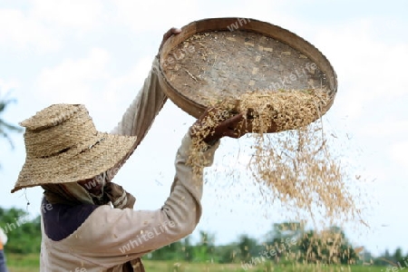 Asien, Suedost, Indonesien, Bali, Insel, Zentral Bali, bei Tegalalang, Reisfeld, Arbeit, Work, Wirtschaft, Landwirtschaft, Alltag,    (Urs Flueeler) 