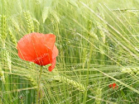 Und dazwischen Mohn