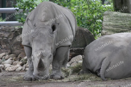 Nashorn - Rhinocerotidae