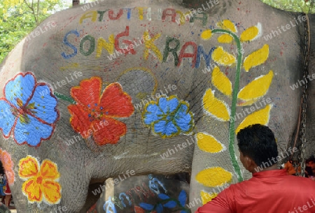 Das Songkran Fest oder Wasserfest zum Thailaendischen Neujahr ist im vollem Gange in Ayutthaya noerdlich von Bangkok in Thailand in Suedostasien.  