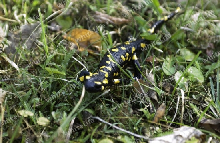 Feuersalamander