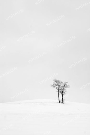 Baum im Winter