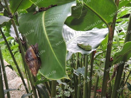 Schnecke und Frosch  Seychellen