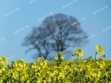 Rapsbl?te mit Baum