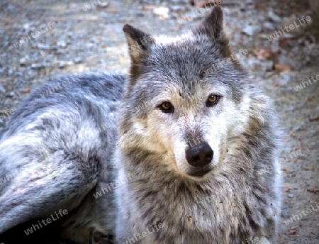 Wolf im Blick