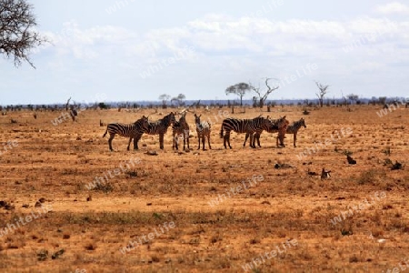 Safari