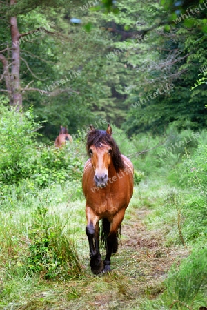 Pferde im Wald