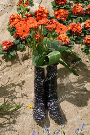 Gerbera im Stiefel