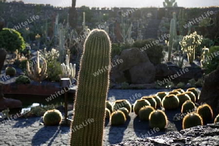 The Cactus Garden in the village of Guatiza on the Island of Lanzarote on the Canary Islands of Spain in the Atlantic Ocean. on the Island of Lanzarote on the Canary Islands of Spain in the Atlantic Ocean.
