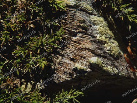 Holzst?ck ragt zwischen gr?nem Heidekaraut hindurch