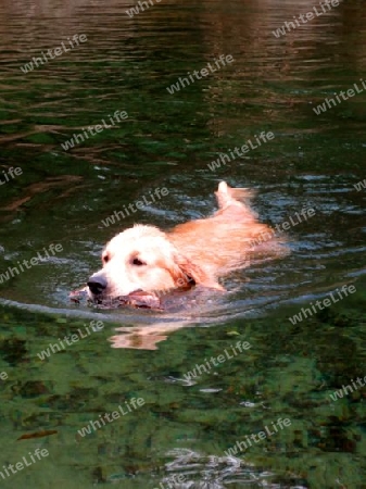 Hund, Golden