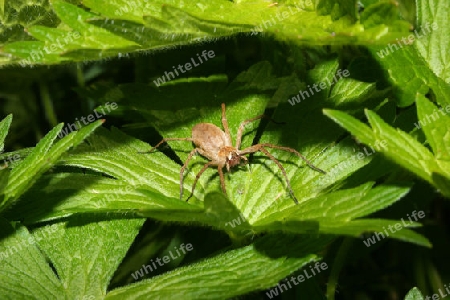 Listspinne (Pisaura mirabilis)