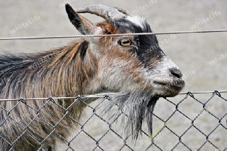 Domestic Goat - Zwergziege