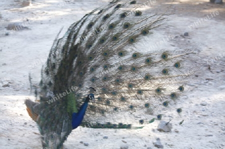 Pfau