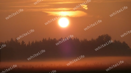 Sonnenaufgang ?ber Wald