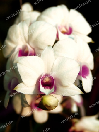 Orchidee