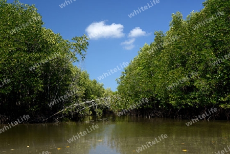 The mangroves at a lagoon near the City of Krabi on the Andaman Sea in the south of Thailand. 