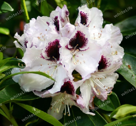 Rhododendron