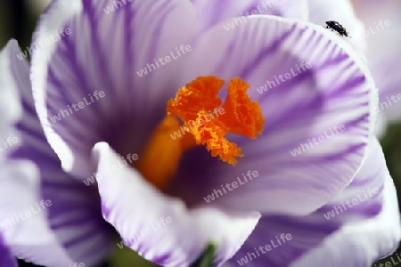 Krokus, Bl?te mit kleinem Pollensamler