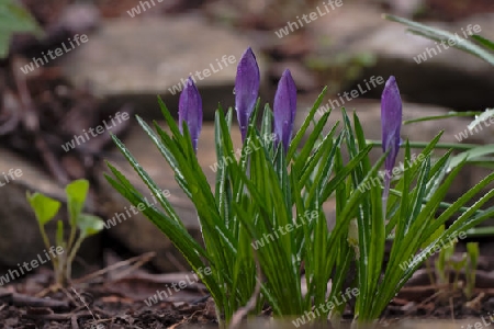 Krokus, Crocus vernus